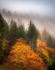 Misty Forests of the Black Forest in Germany, Enveloped in Autumn’s Warm Hues