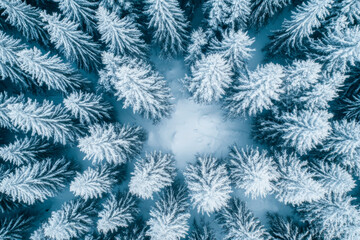 Winterwald aus der Luft