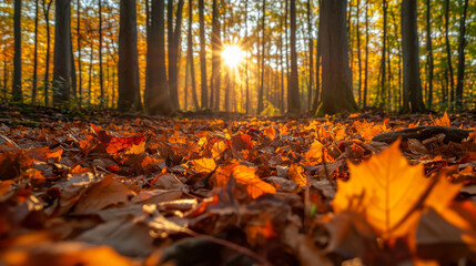 Autumn sunlight filters through trees as vibrant leaves blanket the forest floor during a peaceful evening in late fall