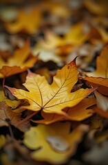 yellow autumn leaves