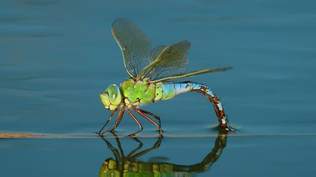Emperor dragonfly (Anax imperator) laying eggs