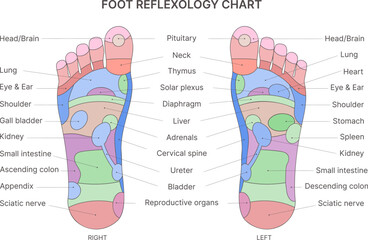 Foot  reflexology chart with description of the corresponding internal and body parts. Vector illustration