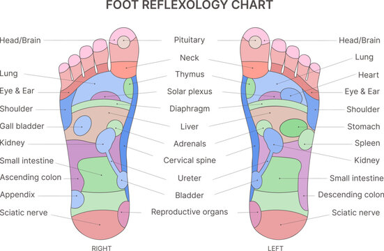 Foot  reflexology chart with description of the corresponding internal and body parts. Vector illustration