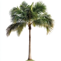 A tall palm tree stands alone on a white background. The tree is the main focus of the image, and it is the only object in the scene. The white background creates a sense of emptiness and simplicity