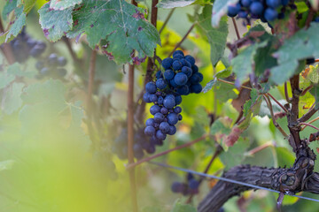 Grappes de raisin dans les vignes lors des vendanges 