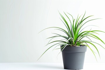 Obraz premium Air plant (Tillandsia) in Flowerpot Closeup, Air plant (Tillandsia) Macro House Plant in Flowerpot