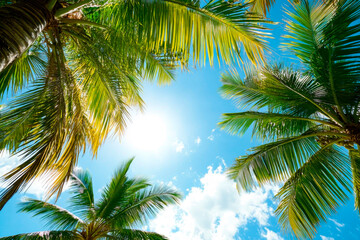 Obraz premium Palmen im Sonnenlicht