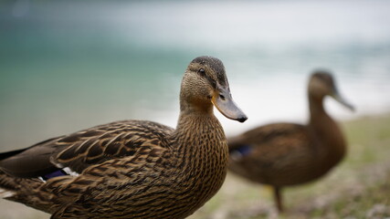 ducks by the lake