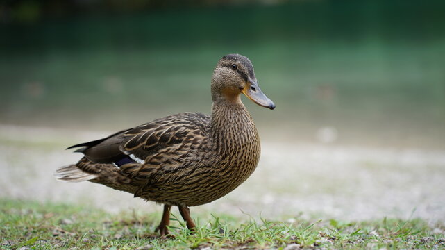 mallard on shore