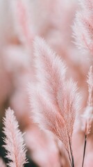 Pink pampas grass close-up with blurred background