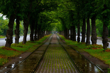 Tram tracks running through lush green alley after rain. Green line.