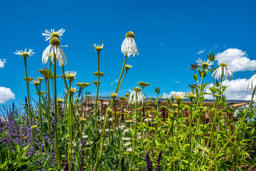 Impressions from the State Garden Show 2024 in Kirchheim, Bavaria, Germany