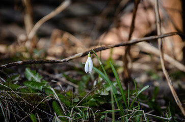 snowdrop in spring