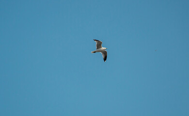 seagull in the sky