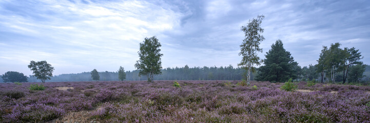 Blühende Heidelandschaft im Biosphärenreservat Oberlausitzer Heide- und Teichlandschaft 12