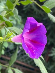animals,tigar,nature,flower, pink