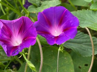 animals,tigar,nature,flower, pink