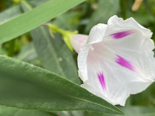 animals,tigar,nature,flower, pink