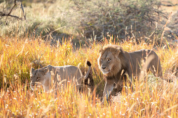 Lion couple, male and female, in golden grass. Safari in Africa. African lion in the savanna, with...
