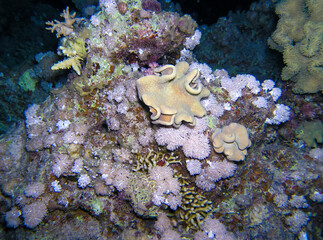 Coral reef in the Red Sea, different types of soft and calcareous corals on a rock underwater