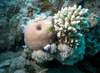 Coral reef in the Red Sea, soft and hard corals grow side by side on the reef
