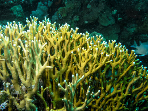 Millepora squarrosa, coral reef with many tropical fish of different species against the backdrop of blue water