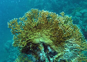 Millepora squarrosa, coral reef with many tropical fish of different species against the backdrop of blue water