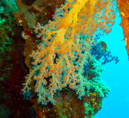 Soft coral from the Alicyonariaceae family (Alcyonacea) on a coastal reef in the Red Sea © Oleg Kovtun