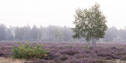 Blühende Heidelandschaft im Biosphärenreservat Oberlausitzer Heide- und Teichlandschaft 1
