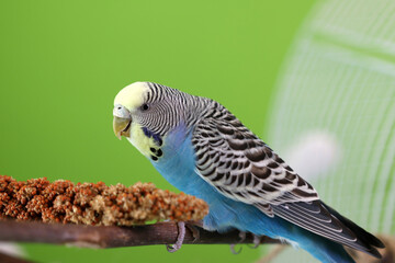 People take care of and play with budgies of the 