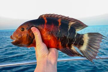 The red-breasted wrasse (Cheilinus fasciatus), caught fish in hand against the backdrop of the Red...