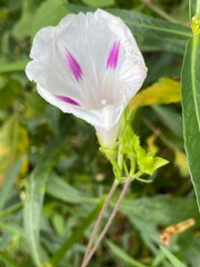 animals,tigar,nature,flower, pink