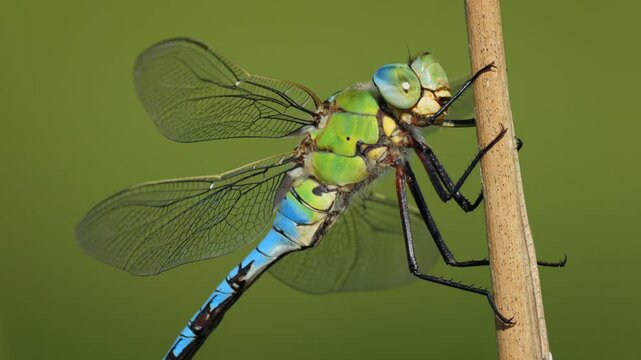 Emperor dragonfly (Anax imperator) in flight, taking off from a plant stem