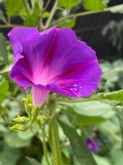 Fototapeta premium bird,mayur,dance,coloring,fly