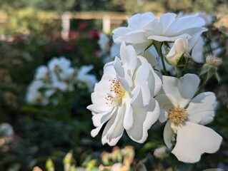 White blossoms