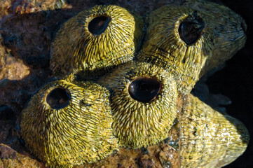 Ribbed Barnacle - Tetraclita stalactifera, Fouling of rocks in the Red Sea