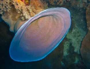 Round funnel-shaped sponge on a rock on a coral reef in the Red Sea