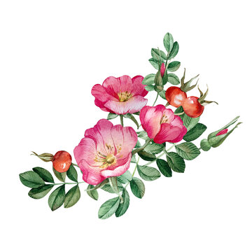 recommend clip art: Rose hips bouquet isolated on white background. Hand drawn watercolor pink wild rose flowers, buds, berries and leaves. For tea, oil and cosmetics label, packaging design