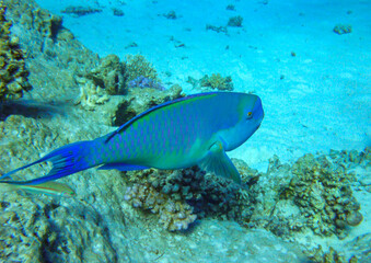 Chlorurus microrhinos - Blue parrot fish swims over corals in the Red Sea, Egypt
