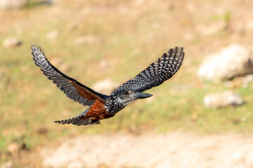 Giant Kingfisher (Megaceryle maximus) in flight, Chobe national park, Botswana, Africa	