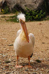 pelican on the beach