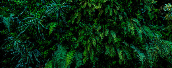 Herb wall, plant wall, natural green wallpaper and background. nature wall. Nature background of green forest