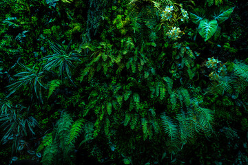 Herb wall, plant wall, natural green wallpaper and background. nature wall. Nature background of green forest