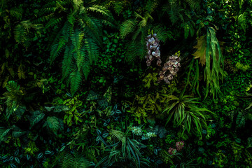 Herb wall, plant wall, natural green wallpaper and background. nature wall. Nature background of green forest