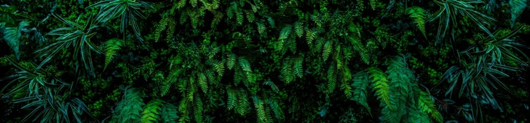 Herb wall, plant wall, natural green wallpaper and background. nature wall. Nature background of green forest