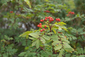 赤い実が生った早秋のナナカマド（Sorbus...
