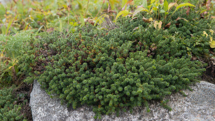 岩を覆ったコスギゴケ（Polytrichum juniperinum）【千畳敷カール】日本長野県・9月