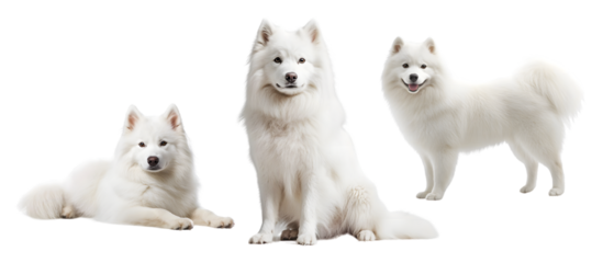 Samoyed Dogs Standing and Sitting Isolated on Transparent Background, Cut Out, Collection Pet