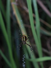 spider waiting for food