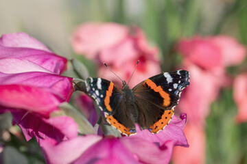 Red admiral butterfly (Vanessa atalanta, Pyrameis atalanta) rests on blossoms.